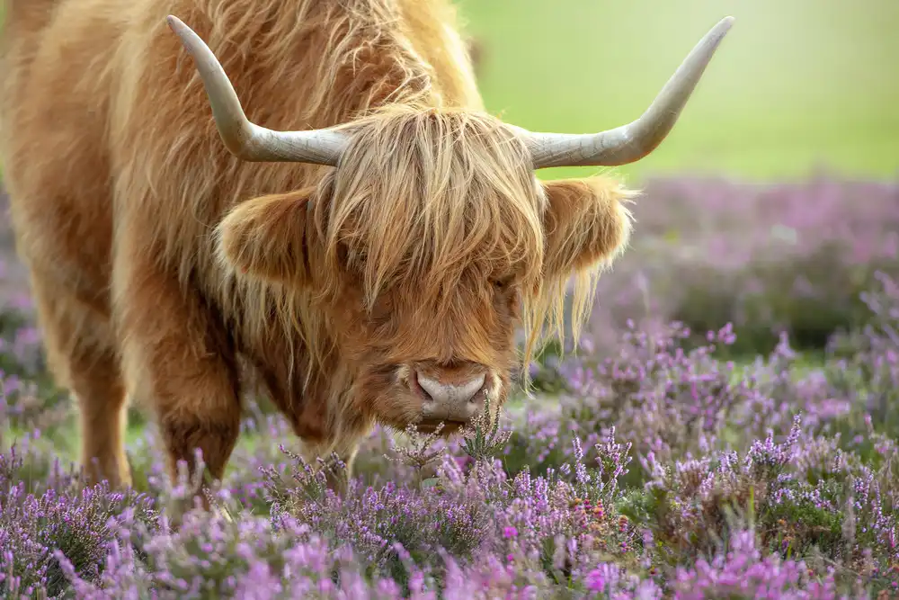 Parker, Jacky: Highland in Heather