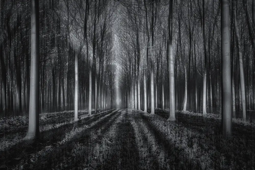 Zhu, Jingshu: Into The Forest