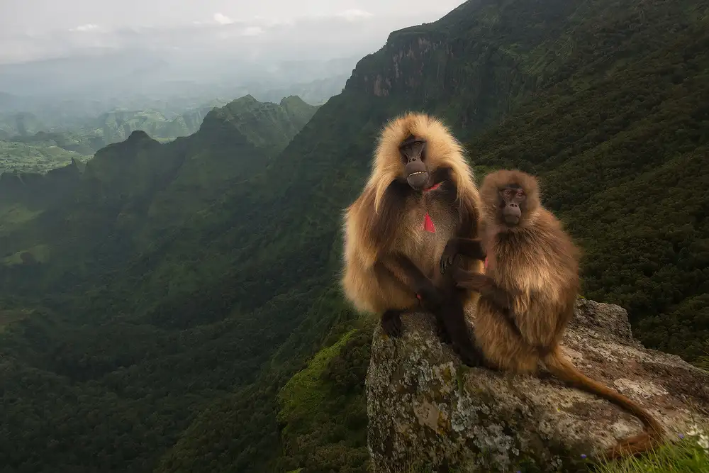 Marchegiani, Roberto: Gelada Baboons