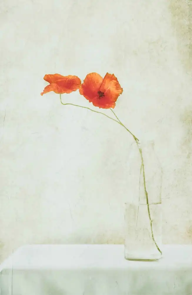 Devos, Delphine: Two Poppies in a Bottle