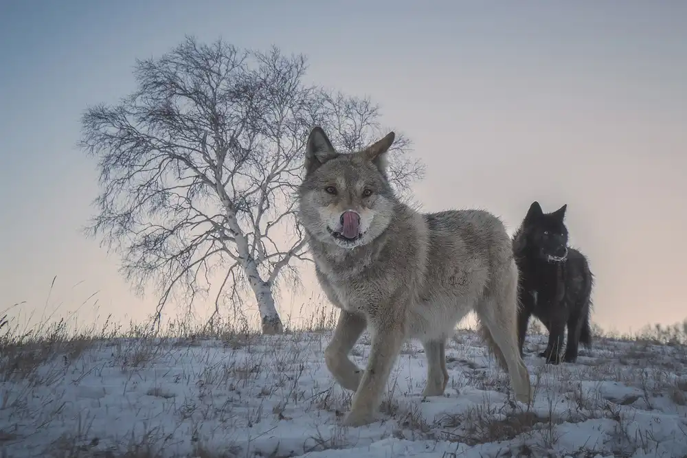 Tianqi: Two snow wolves