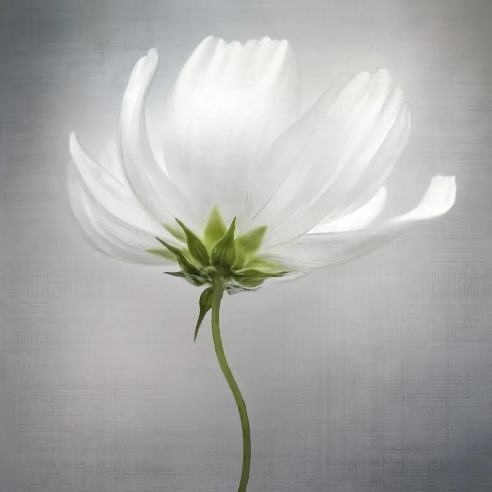 Disher, Mandy: Cosmos ***