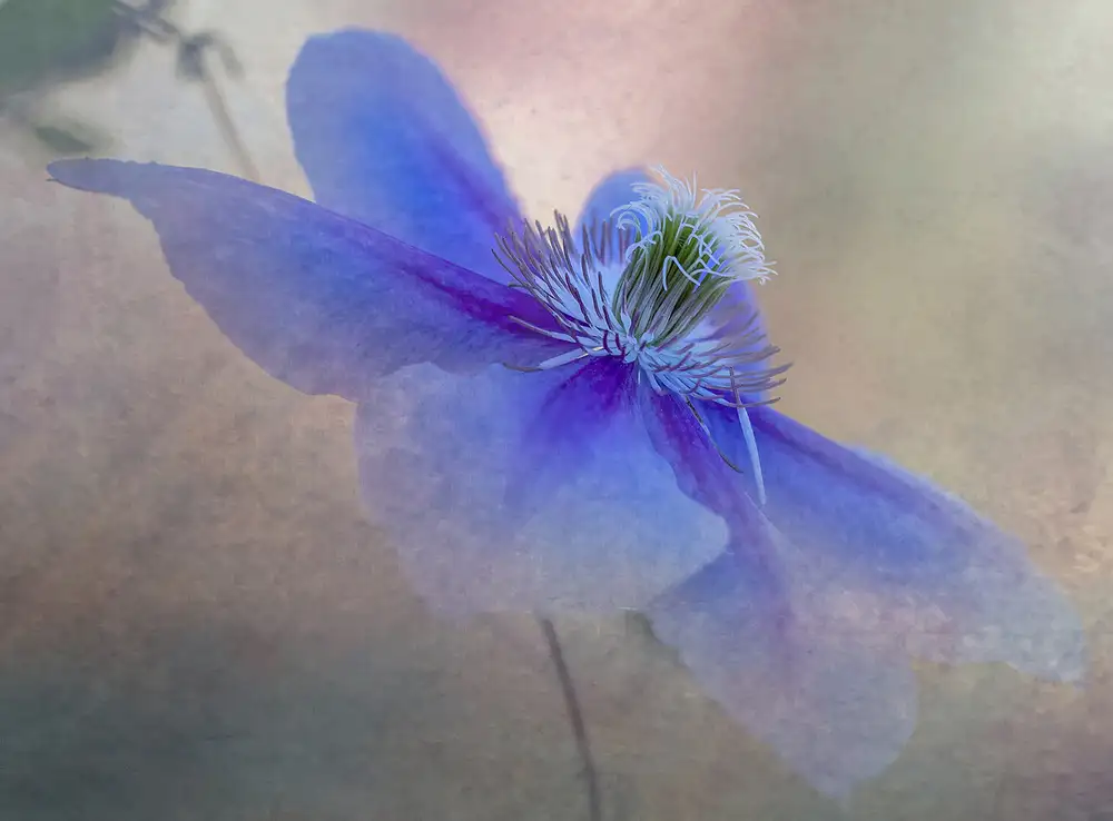 Tseng, Judy: Clematis-Blume