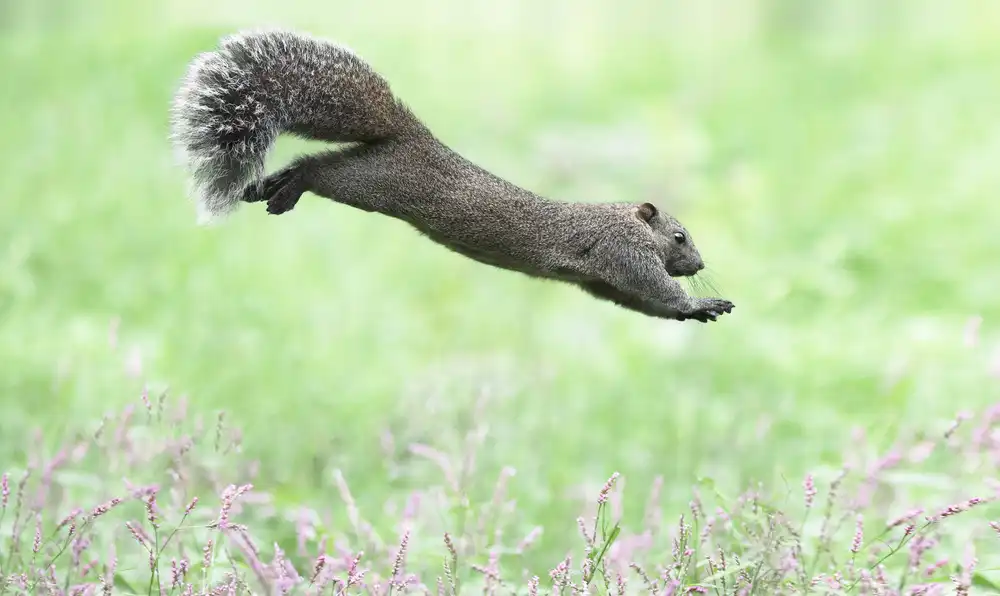 Suzuki, Takashi: Jumping squirrel