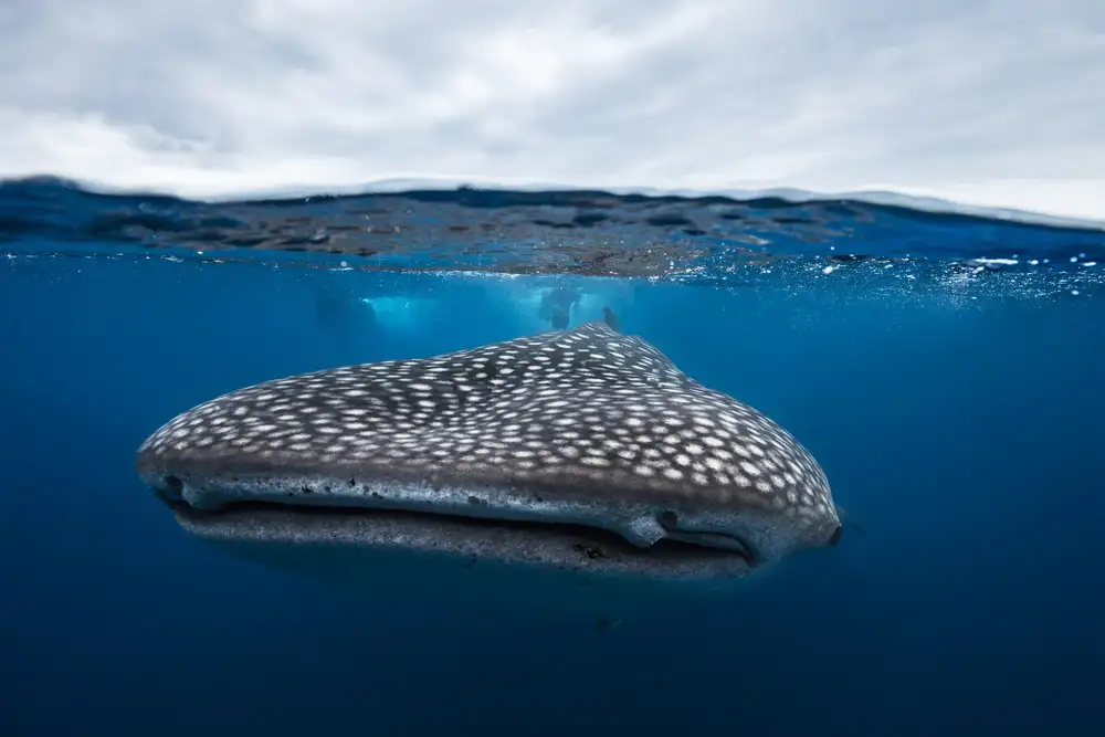 Gabriel, Barathieu: Whale Shark in split level