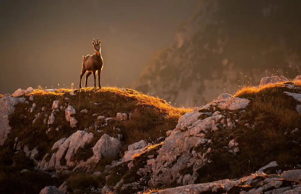 Krivec, Ales: Mountain goat