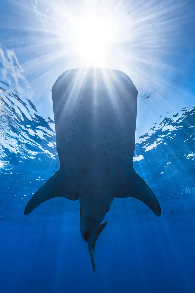 Gabriel, Barathieu: Requin baleine et soleil