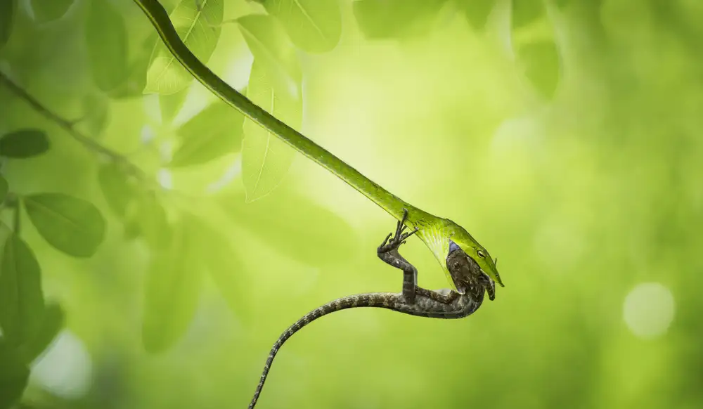 Vu, Thien Vu: Hunter