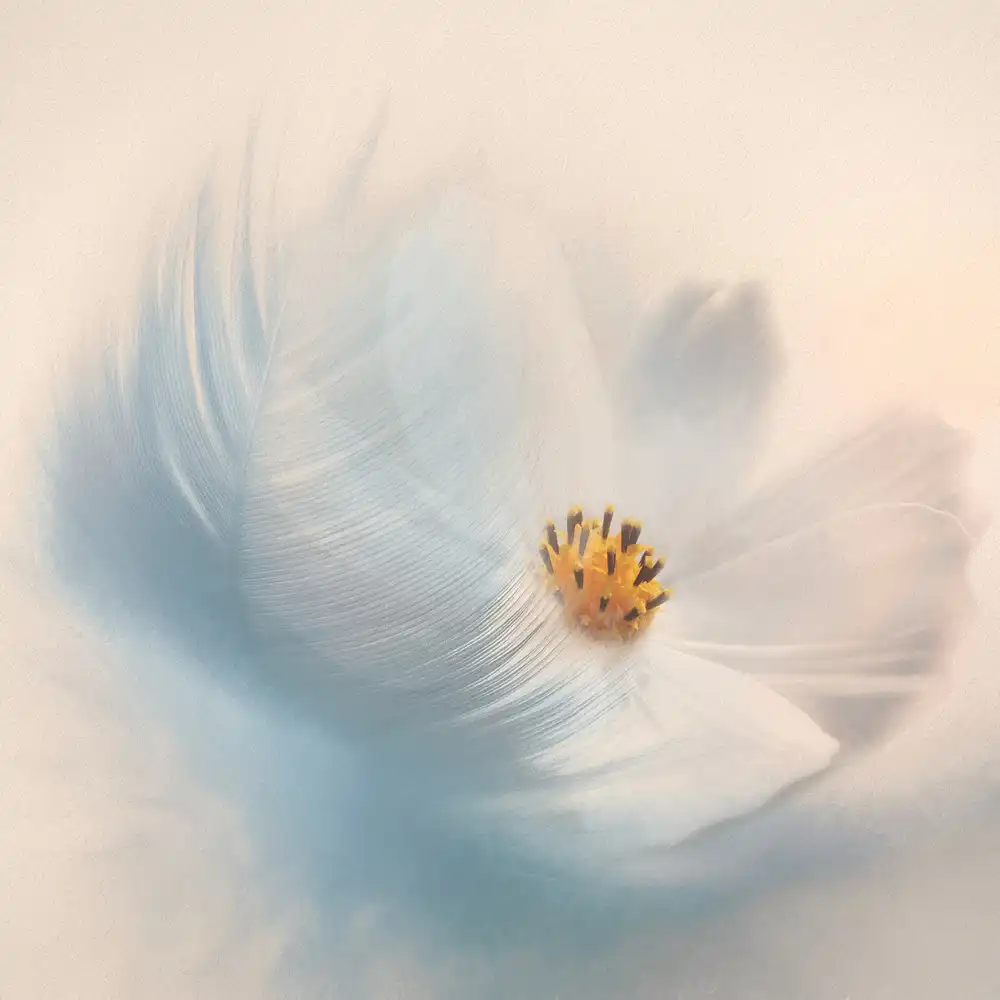 Gray, Gaille: Blue Feather with White Cosmo