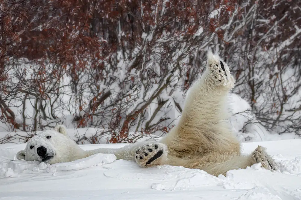 Catta, Alessandro: Kung-Fu-Bär