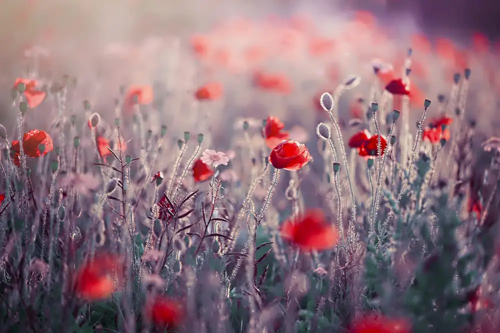 Parker, Jacky: Poppy Meadow