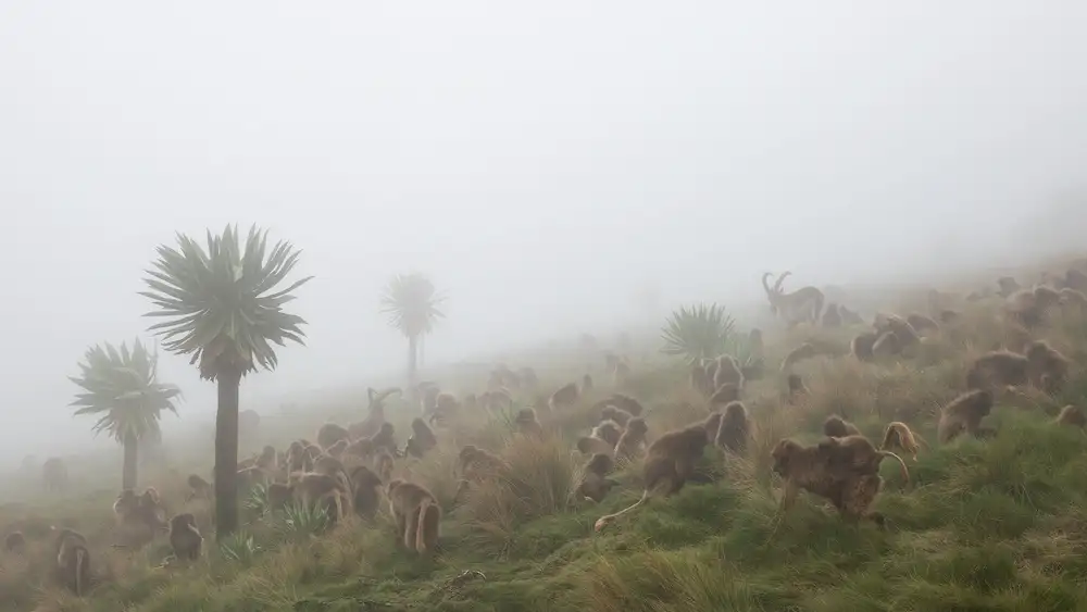 Marchegiani, Roberto: walia ibex dans une troupe de gelada