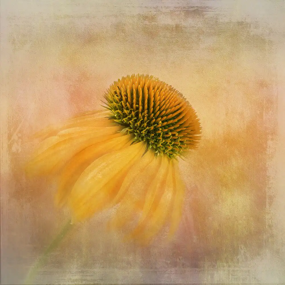 Gray, Gaille: Echinacea in Yellow