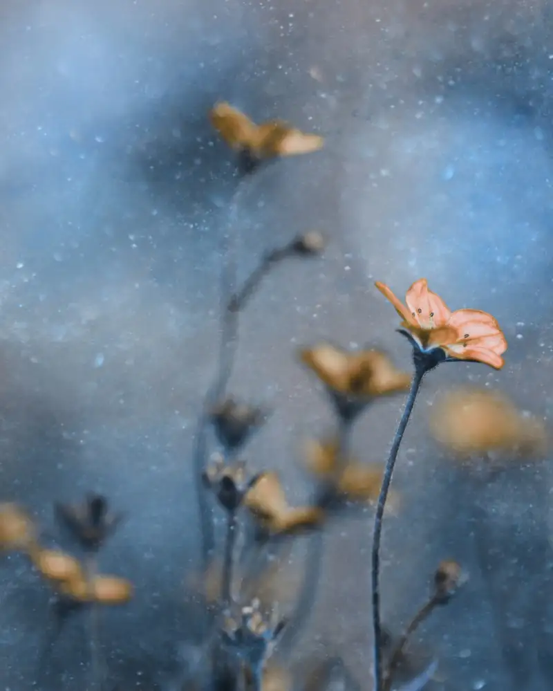 Devos, Delphine: Blue Winter