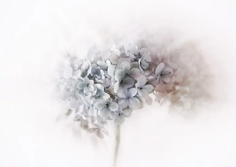 Deelen, van Ellen: Hydrangea