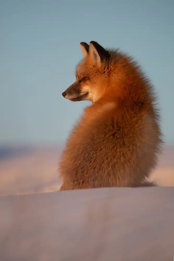 Marchegiani, Roberto: Renard rouge
