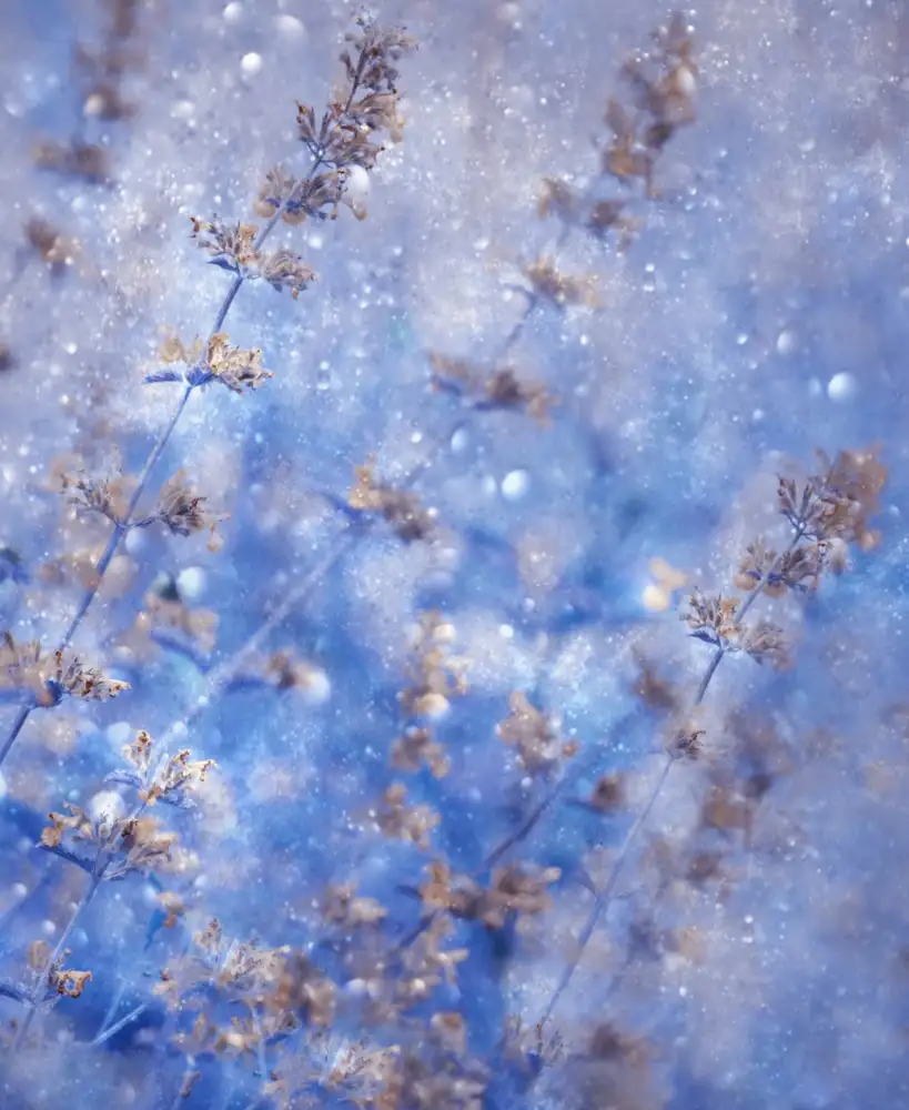Devos, Delphine: Früher Winter