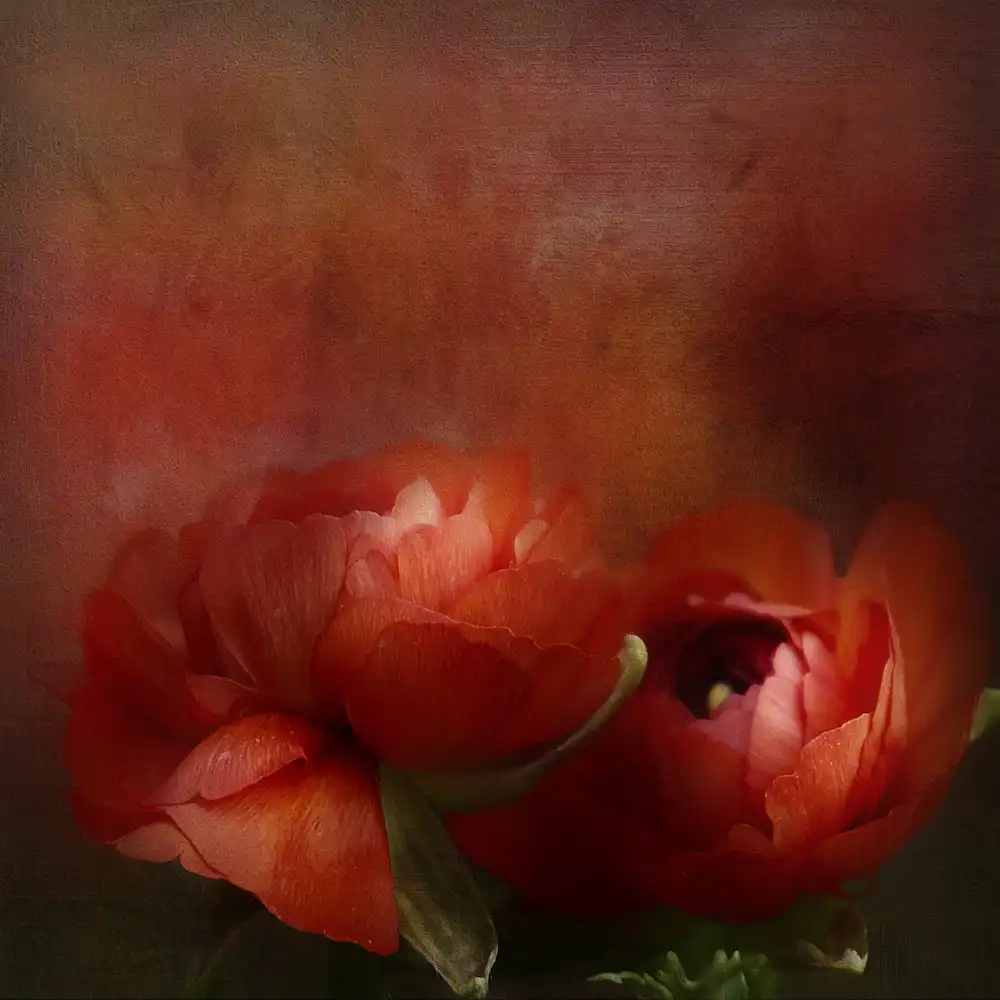 Gray, Gaille: Resplendent in Red