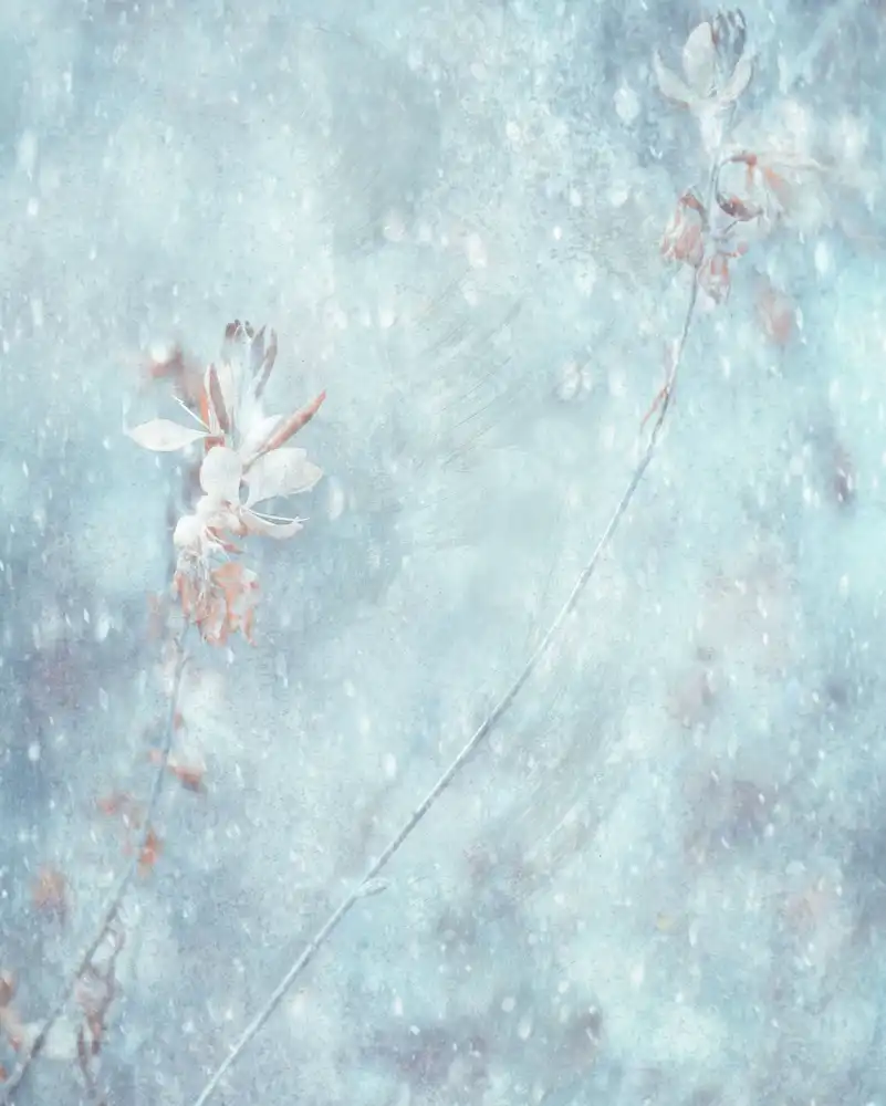 Devos, Delphine: Winter Winds