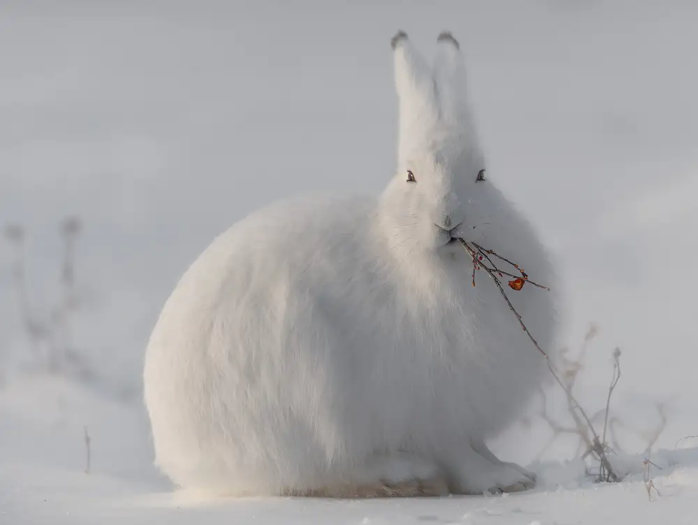 Marchegiani, Roberto: wild arctic hare