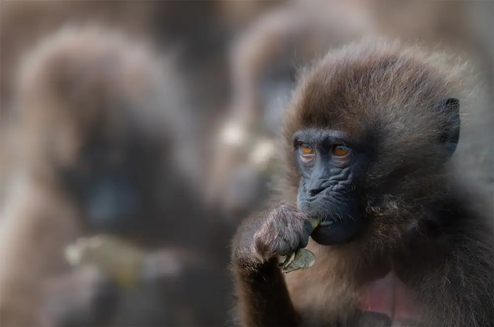 Marchegiani, Roberto: Babouin Gelada