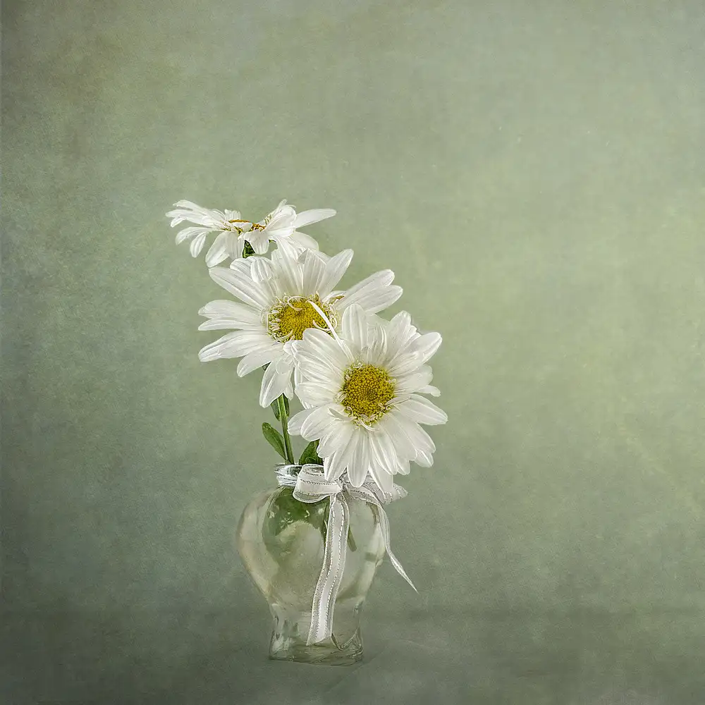 Gray, Gaille: 3 White Daisies