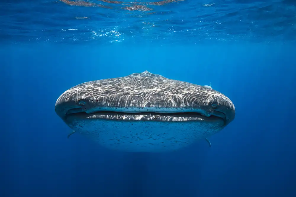 Gabriel, Barathieu: Face à face avec un requin baleine