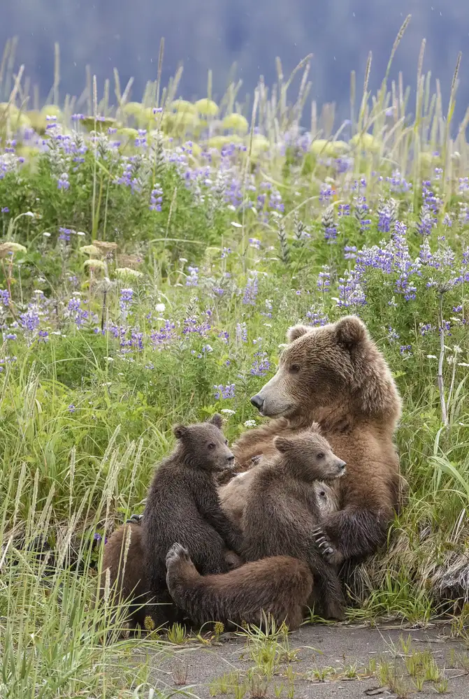 Doyle, Renee: In a Mothers Arms