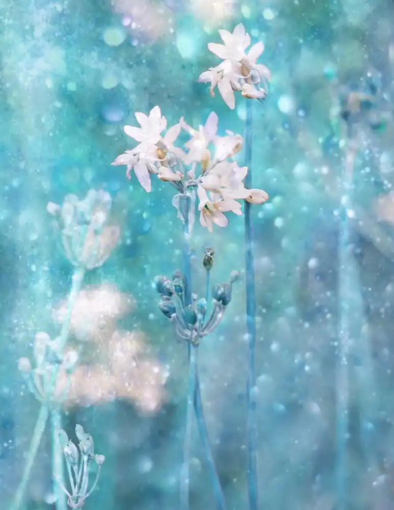 Devos, Delphine: The Complex Magic of Nature