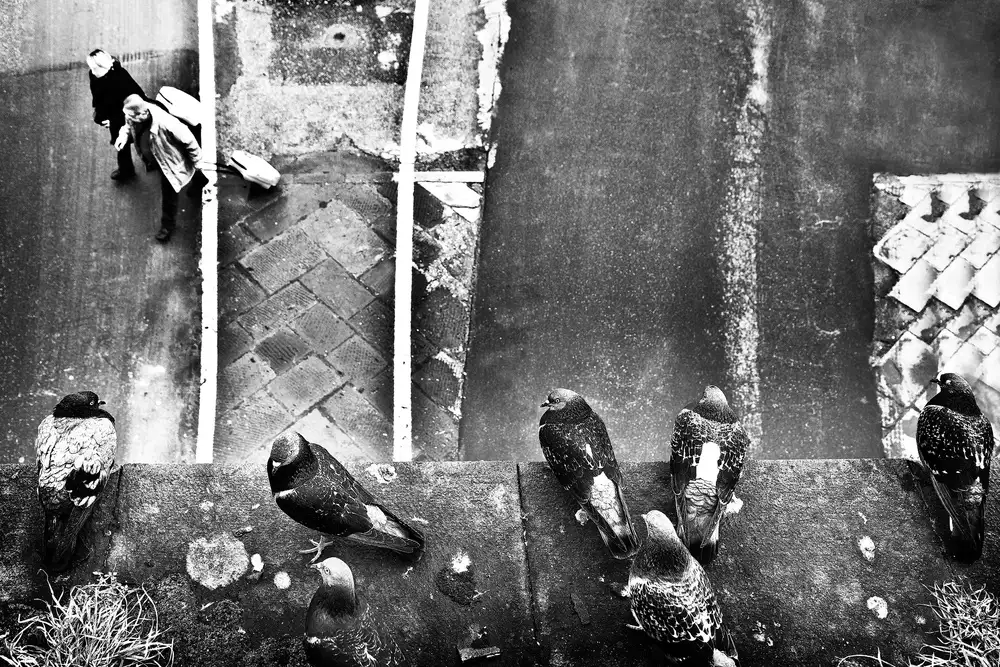 Maffei, Franco: seven pigeons and two trolley