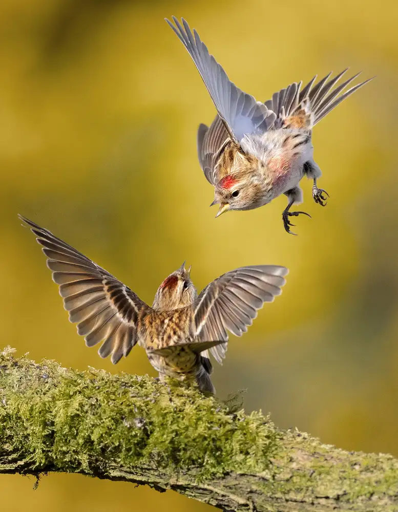 Wilkinson, Hugh: Redpolls-Streit