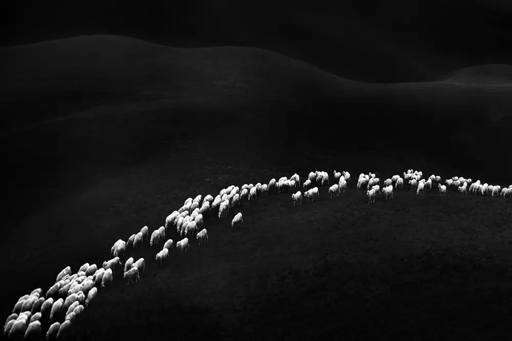 Maffei, Franco: one hundred and forty-nine white sheep