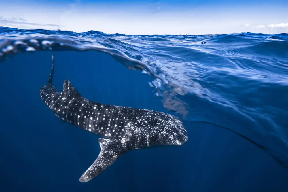 Gabriel, Barathieu: Whale Shark on split level
