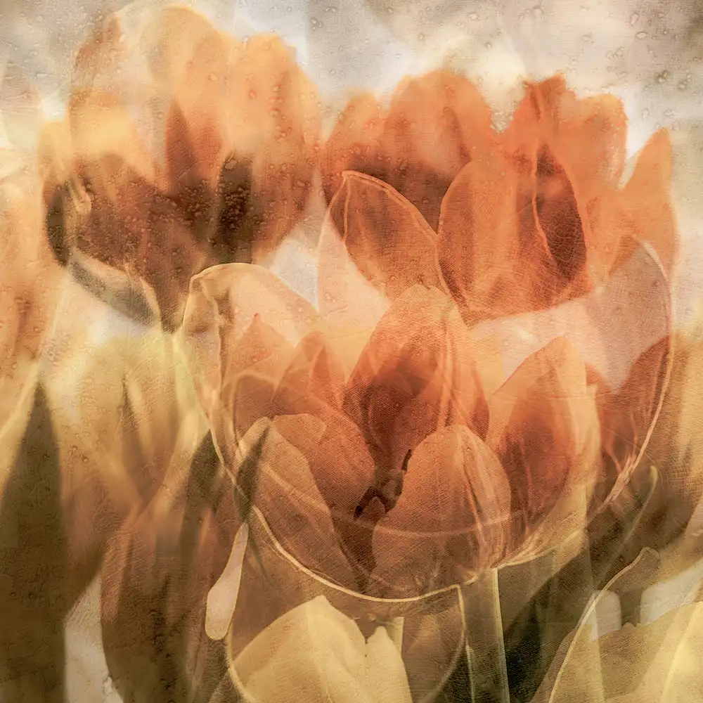(laGrange), Vangindertael Luc: Tulipani