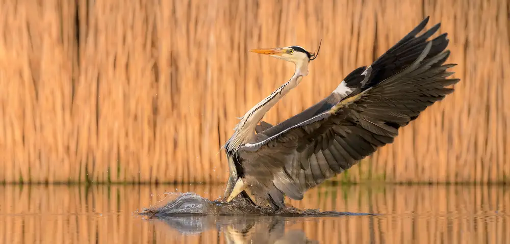 Fischer, Jie: Glisser sur l'eau