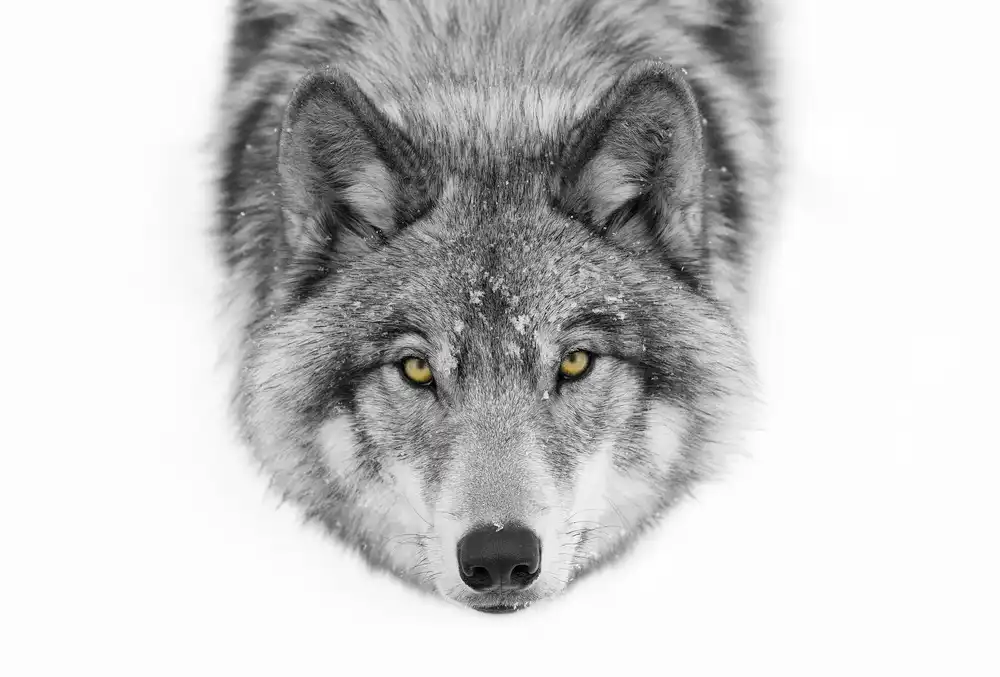 Cumming, Jim: Yellow eyes - Timber Wolf