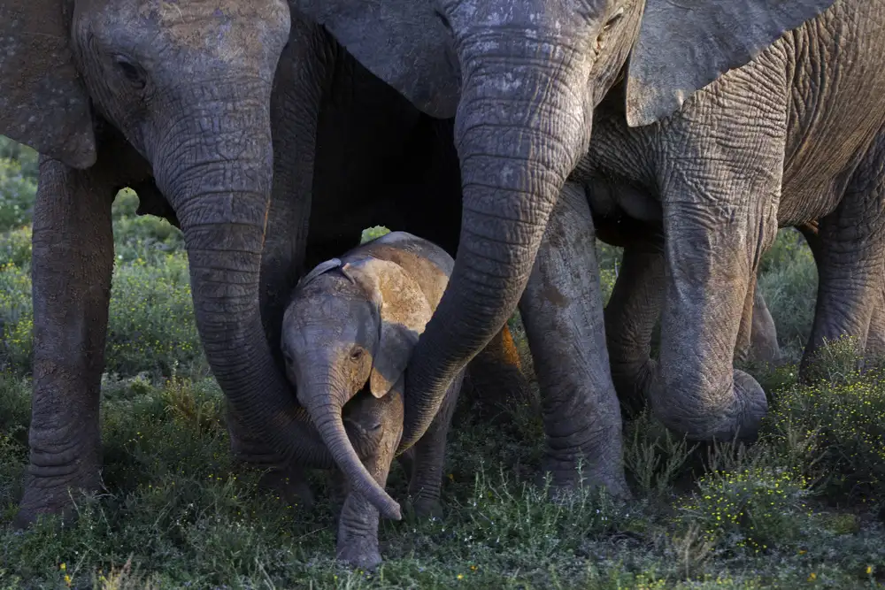 Pearce, Robert: Parenting