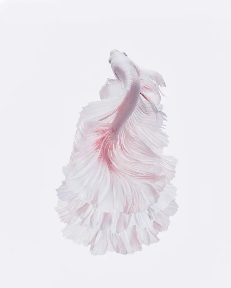 Halil, Andi: The white dress