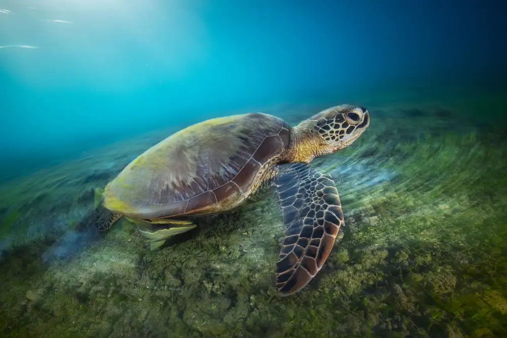 Gabriel, Barathieu: Green turtle