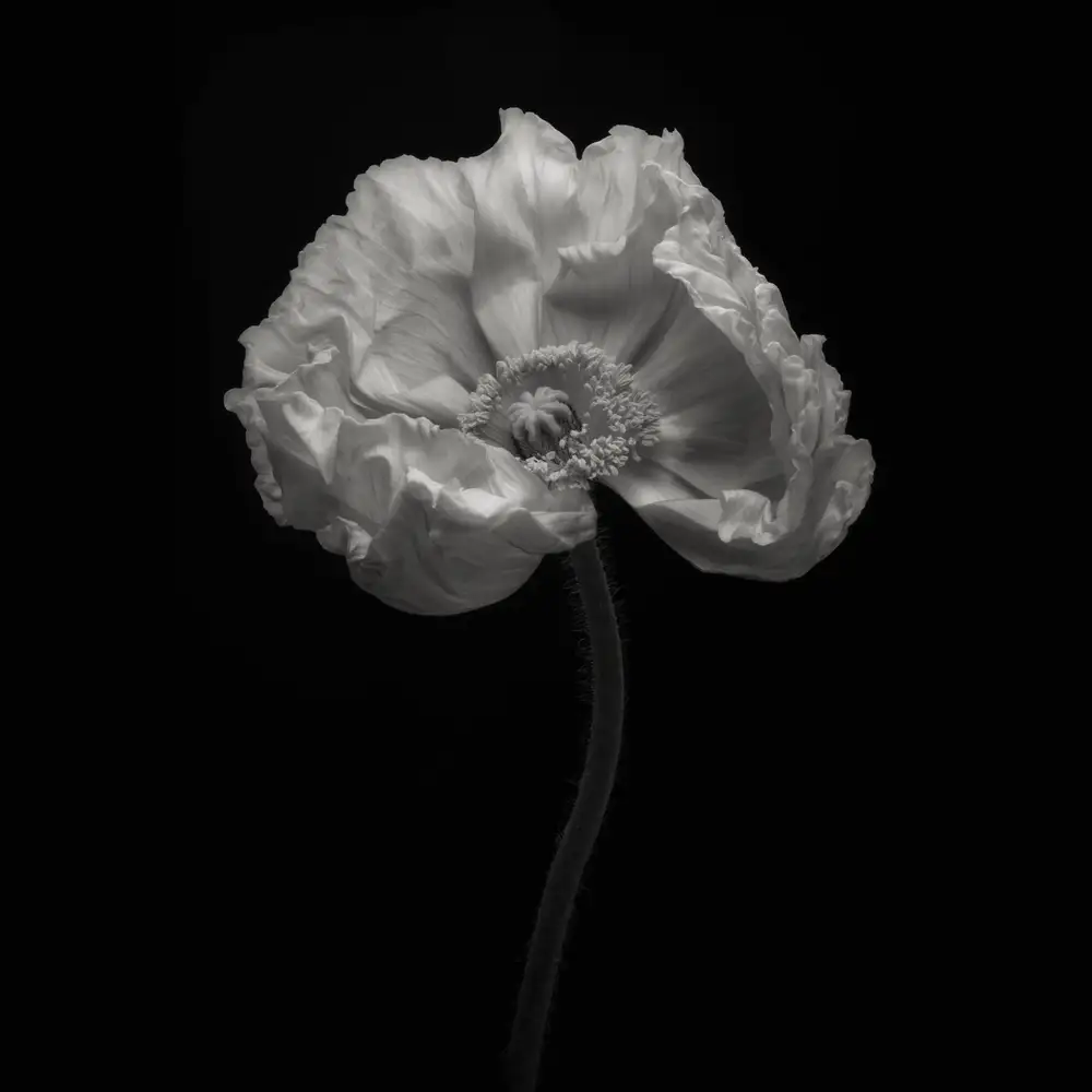 Grønkjær, Lotte: Poppy