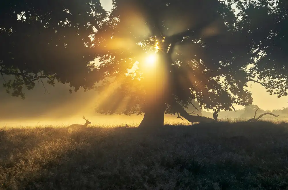keller: Under the tree