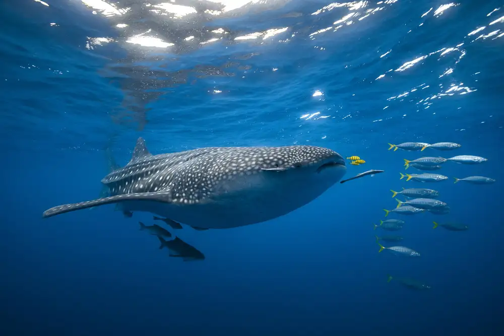 Gabriel, Barathieu: Banc de thon et requin baleine