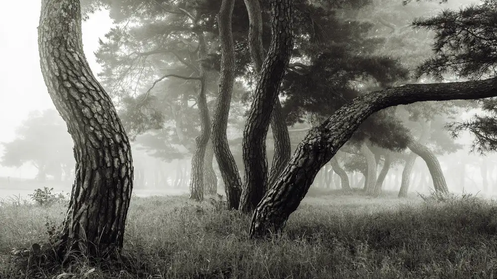 Woo, Shin Ryu: Pine Grove in Fog-1