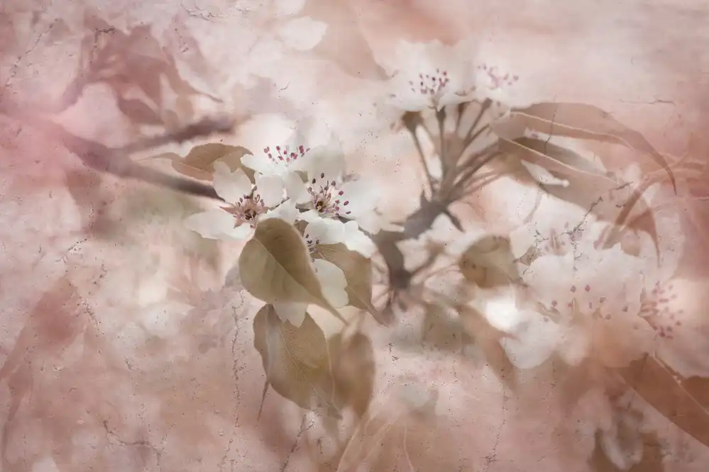 Parker, Jacky: Blossom