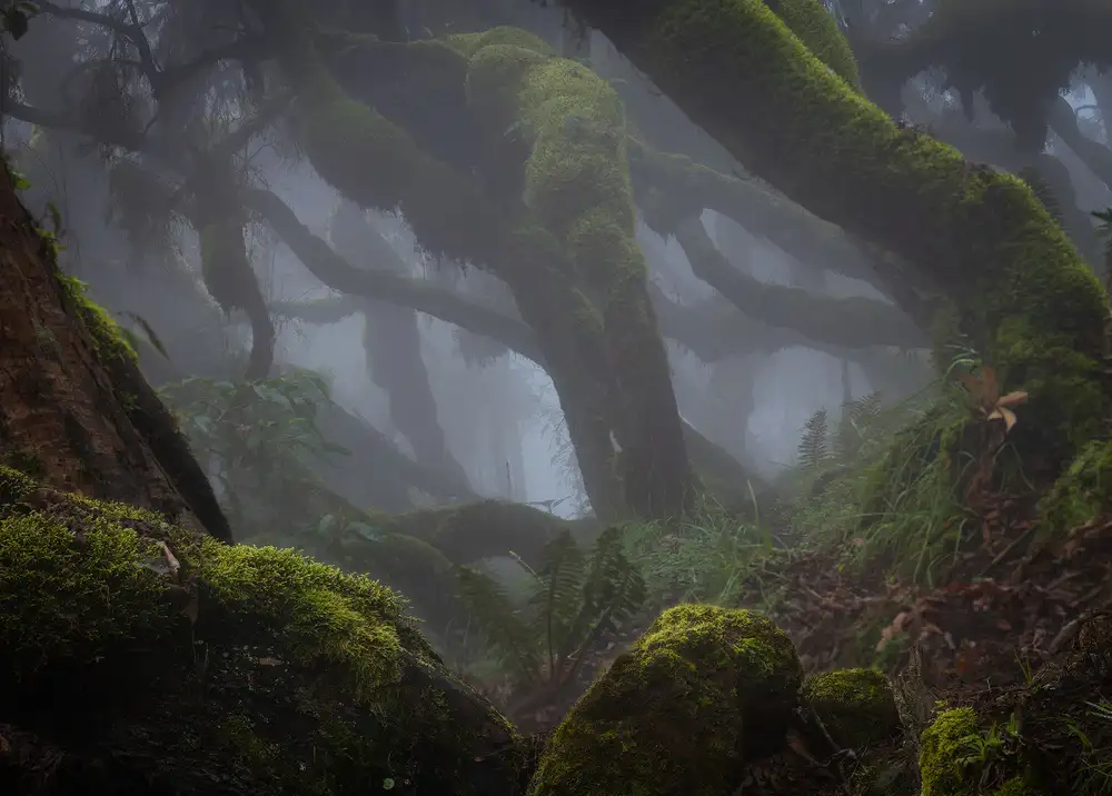 Marchegiani, Roberto: Harenna Forest
