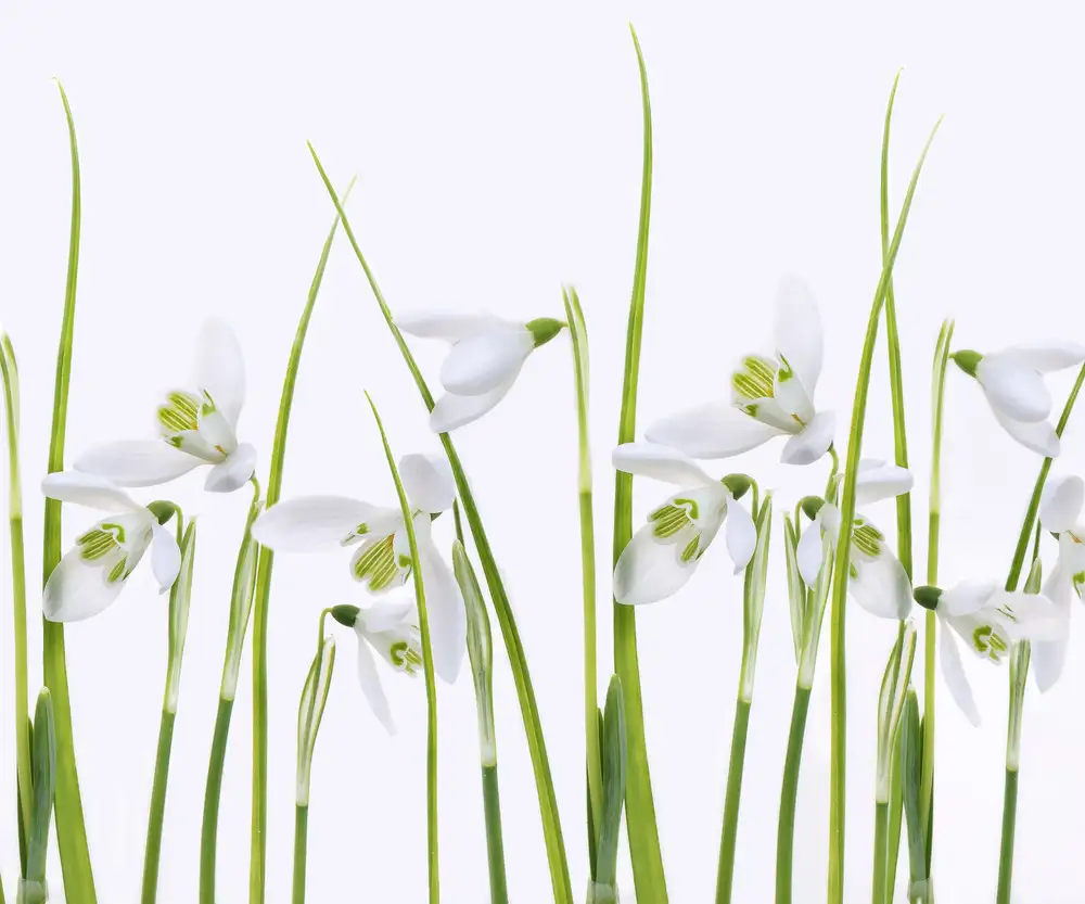 Williams, Sharon: Snowdrops