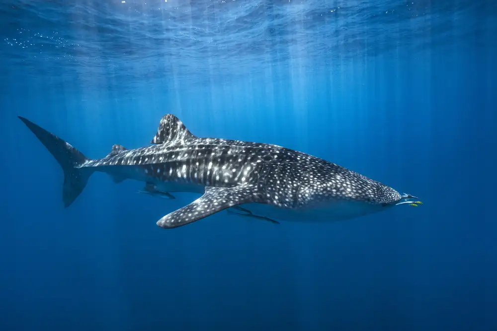 Gabriel, Barathieu: Requin baleine dans le bleu