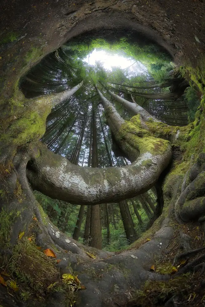 Casanova, Francois: Welcoming forest
