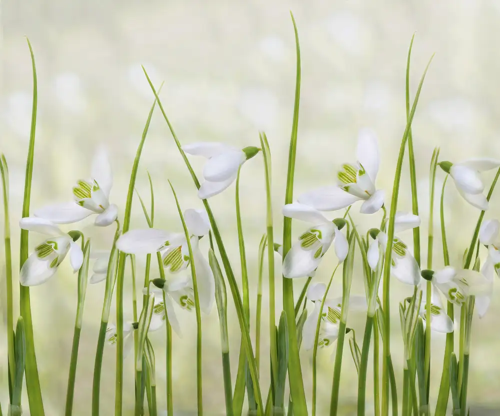 Williams, Sharon: Meadow of Snowdrops
