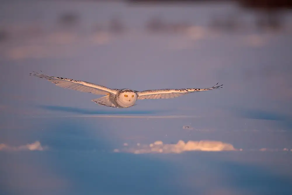 Pozzi, Marco: Flyby at dusk